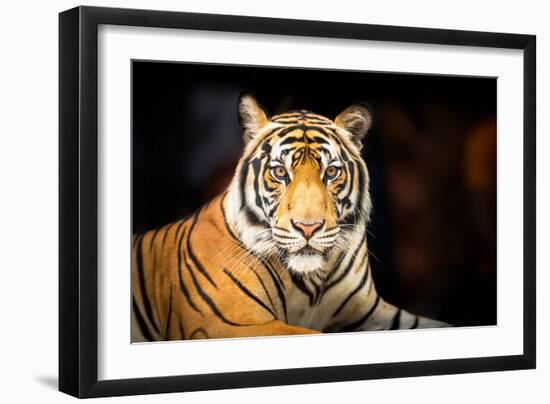 Siberian Tiger-fotoslaz-Framed Photographic Print