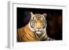 Siberian Tiger-fotoslaz-Framed Photographic Print