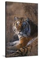 Siberian Tiger-DLILLC-Stretched Canvas