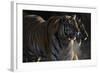 Siberian Tigers, Panthera Tigris Altaica, Subadults-Andreas Keil-Framed Photographic Print