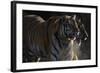 Siberian Tigers, Panthera Tigris Altaica, Subadults-Andreas Keil-Framed Photographic Print