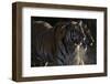 Siberian Tigers, Panthera Tigris Altaica, Subadults-Andreas Keil-Framed Photographic Print
