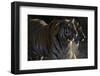 Siberian Tigers, Panthera Tigris Altaica, Subadults-Andreas Keil-Framed Photographic Print