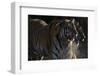 Siberian Tigers, Panthera Tigris Altaica, Subadults-Andreas Keil-Framed Photographic Print