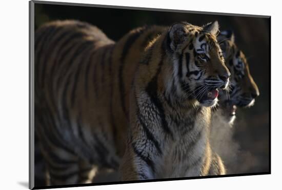 Siberian Tigers, Panthera Tigris Altaica, Subadults-Andreas Keil-Mounted Photographic Print