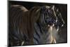 Siberian Tigers, Panthera Tigris Altaica, Subadults-Andreas Keil-Mounted Photographic Print