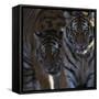 Siberian Tigers, Panthera Tigris Altaica, Subadults-Andreas Keil-Framed Stretched Canvas