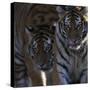 Siberian Tigers, Panthera Tigris Altaica, Subadults-Andreas Keil-Stretched Canvas