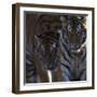 Siberian Tigers, Panthera Tigris Altaica, Subadults-Andreas Keil-Framed Photographic Print