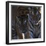 Siberian Tigers, Panthera Tigris Altaica, Subadults-Andreas Keil-Framed Photographic Print