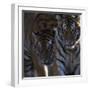 Siberian Tigers, Panthera Tigris Altaica, Subadults-Andreas Keil-Framed Photographic Print