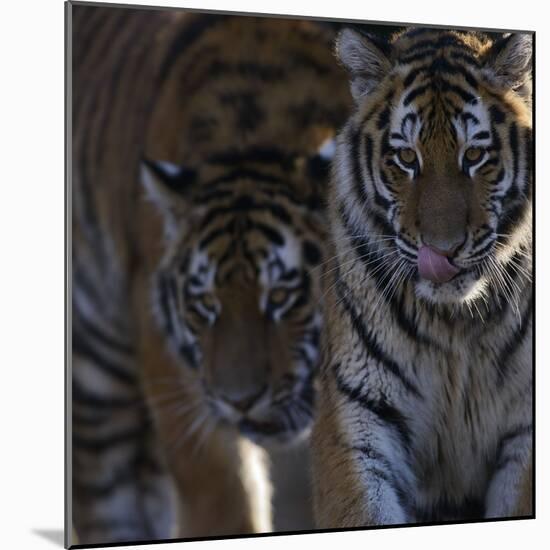 Siberian Tigers, Panthera Tigris Altaica, Subadults-Andreas Keil-Mounted Photographic Print