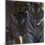 Siberian Tigers, Panthera Tigris Altaica, Subadults-Andreas Keil-Mounted Photographic Print