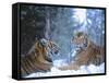 Siberian Tigers Resting in Snow-Jim Zuckerman-Framed Stretched Canvas