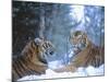 Siberian Tigers Resting in Snow-Jim Zuckerman-Mounted Photographic Print