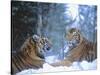 Siberian Tigers Resting in Snow-Jim Zuckerman-Stretched Canvas