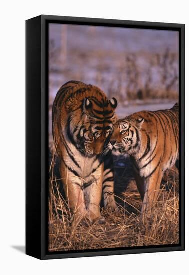 Siberian Tigers Showing Affection-DLILLC-Framed Stretched Canvas