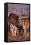 Siberian Tigers Showing Affection-DLILLC-Framed Stretched Canvas