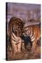Siberian Tigers Showing Affection-DLILLC-Stretched Canvas