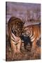 Siberian Tigers Showing Affection-DLILLC-Stretched Canvas