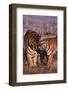 Siberian Tigers Showing Affection-DLILLC-Framed Photographic Print