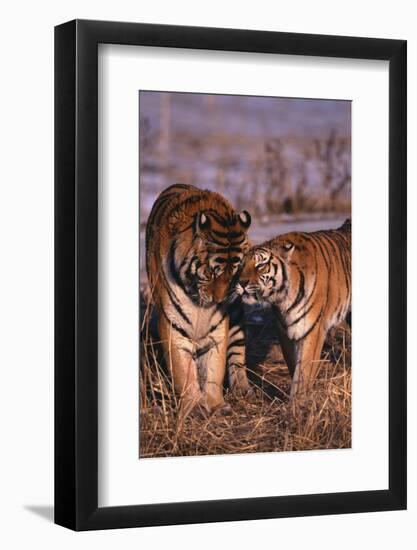 Siberian Tigers Showing Affection-DLILLC-Framed Photographic Print
