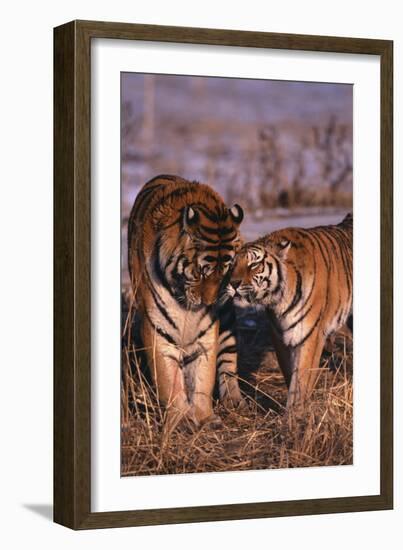 Siberian Tigers Showing Affection-DLILLC-Framed Photographic Print