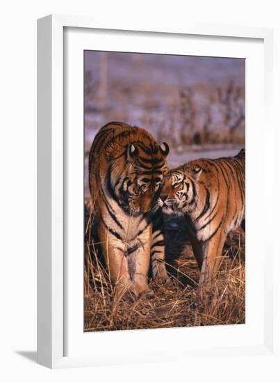 Siberian Tigers Showing Affection-DLILLC-Framed Photographic Print