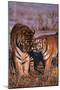 Siberian Tigers Showing Affection-DLILLC-Mounted Photographic Print