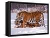 Siberian Tigers-Lynn M^ Stone-Framed Stretched Canvas