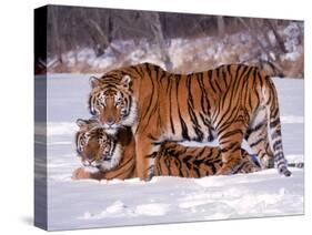Siberian Tigers-Lynn M^ Stone-Stretched Canvas