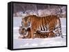 Siberian Tigers-Lynn M^ Stone-Framed Stretched Canvas