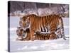Siberian Tigers-Lynn M^ Stone-Stretched Canvas
