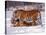 Siberian Tigers-Lynn M^ Stone-Stretched Canvas