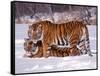 Siberian Tigers-Lynn M^ Stone-Framed Stretched Canvas