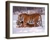 Siberian Tigers-Lynn M^ Stone-Framed Premium Photographic Print