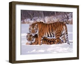 Siberian Tigers-Lynn M^ Stone-Framed Premium Photographic Print