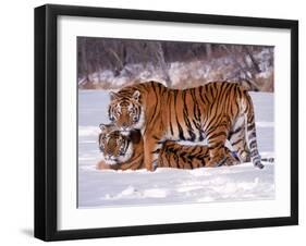 Siberian Tigers-Lynn M^ Stone-Framed Premium Photographic Print