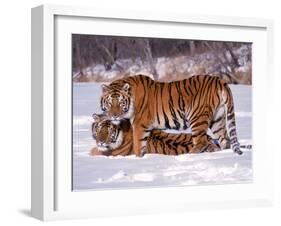 Siberian Tigers-Lynn M^ Stone-Framed Premium Photographic Print