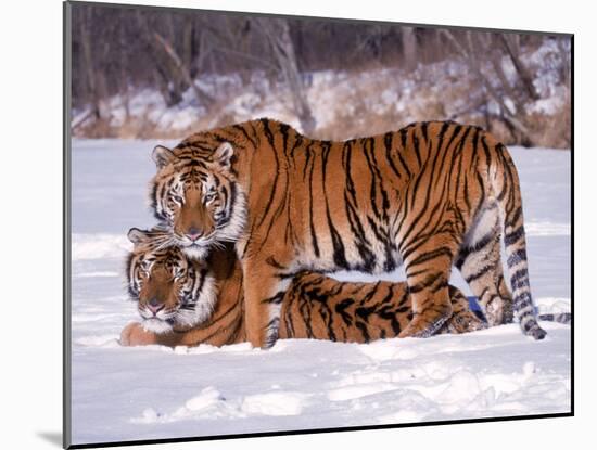 Siberian Tigers-Lynn M^ Stone-Mounted Premium Photographic Print