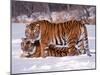 Siberian Tigers-Lynn M^ Stone-Mounted Premium Photographic Print