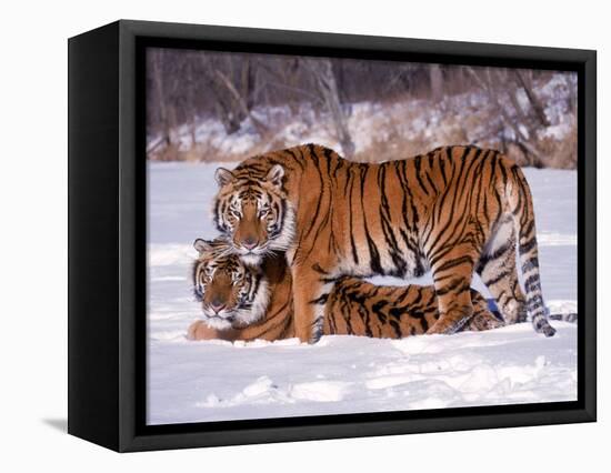 Siberian Tigers-Lynn M^ Stone-Framed Stretched Canvas