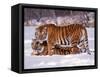 Siberian Tigers-Lynn M^ Stone-Framed Stretched Canvas