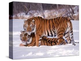 Siberian Tigers-Lynn M^ Stone-Stretched Canvas