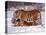 Siberian Tigers-Lynn M^ Stone-Stretched Canvas