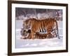 Siberian Tigers-Lynn M^ Stone-Framed Photographic Print