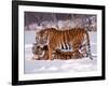 Siberian Tigers-Lynn M^ Stone-Framed Photographic Print