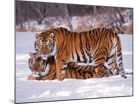 Siberian Tigers-Lynn M^ Stone-Mounted Photographic Print