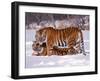 Siberian Tigers-Lynn M^ Stone-Framed Photographic Print