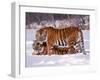 Siberian Tigers-Lynn M^ Stone-Framed Photographic Print